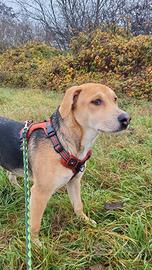 Cucciolo Meticcio Beagle