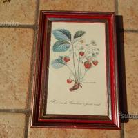 6 Stampe arte botanica con cornice