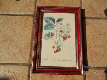 6 Stampe arte botanica con cornice