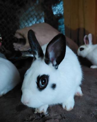Coniglietti nani