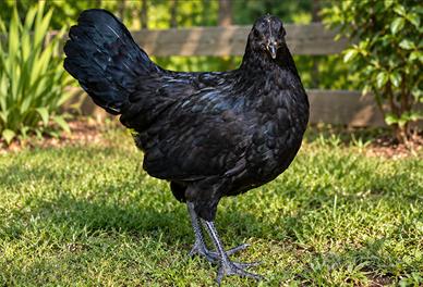Galline cemani
