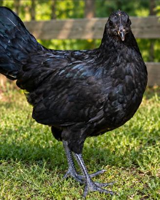 Galline cemani