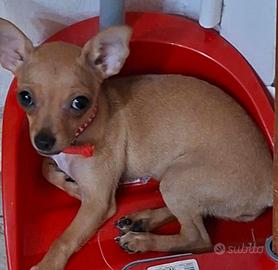 Cucciolo di Chihuahua