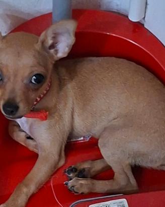 Cucciolo di Chihuahua