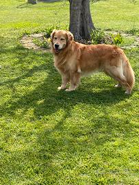 Golden Angloamericano per monta