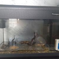 acquario 60 litri