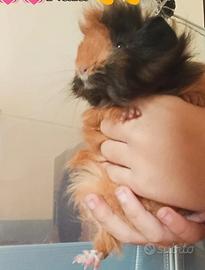 Cavie peruviane