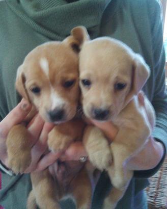 cuccioli di maltese mix pinscher 