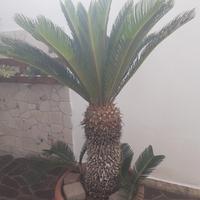 Cycas