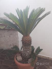 Cycas