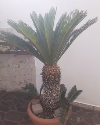 Cycas