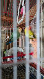 Coppia di pappagalli inseparabili