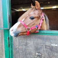 Pony
