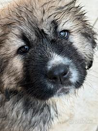 Cuccioli Pastore Del Caucaso