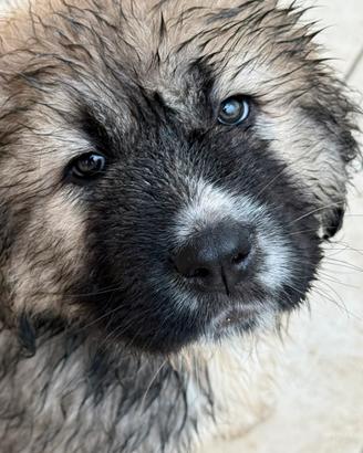 Cuccioli Pastore Del Caucaso