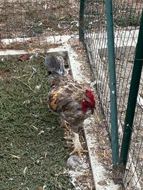 Gallo 12 mesi