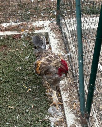 Gallo 12 mesi