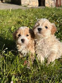 Cuccioli di Maltipoo