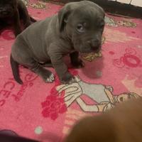 Cuccioli 2 femminucce di cane corso pura razza