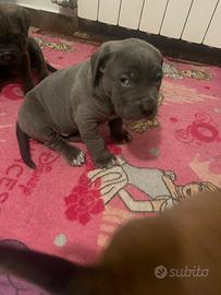 Cuccioli 2 femminucce di cane corso pura razza