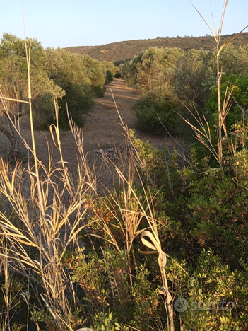 Terreno soleminis oliveto 16.635 mq