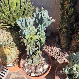 pianta grassa cereus peruvianus crestato