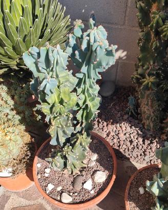 pianta grassa cereus peruvianus crestato