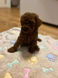 Cucciolo barboncino Toy