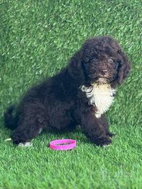 Lagotto romagnolo