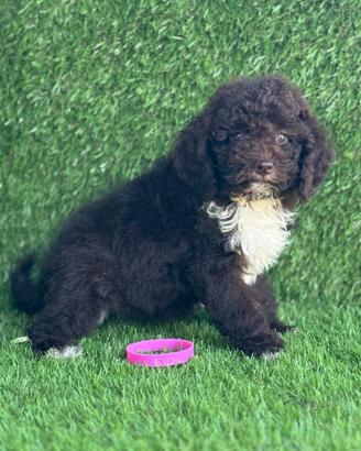 Lagotto romagnolo