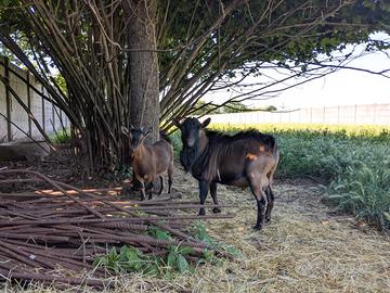 Capra tibetana maschio