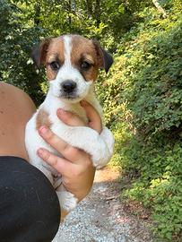 Cuccioli di Jack Russell