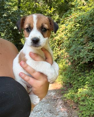 Cuccioli di Jack Russell