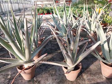 aloe in vaso