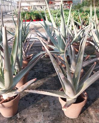 aloe in vaso