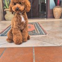 Barboncino red per monta