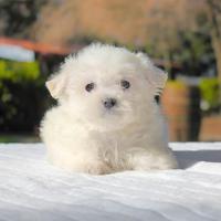 Maltese disponibile