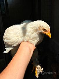 galline brhama 