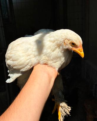 galline brhama 