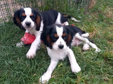 Cavalier king cuccioli