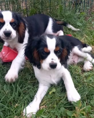 Cavalier king cuccioli