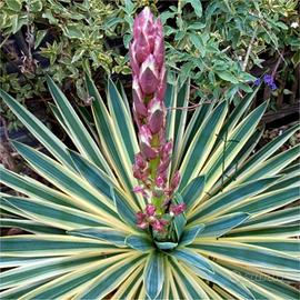 piante yucca gialla 