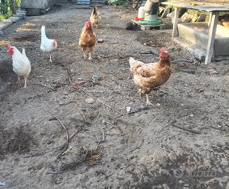 Galline
