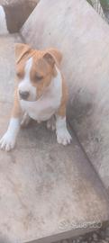 Cuccioli Amstaff