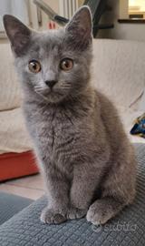 Gattini Certosini con Pedigree ANFI