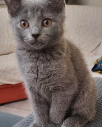 Gattini Certosini con Pedigree ANFI
