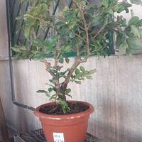 Bonsai 