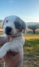 Cuccioli Jack Russell