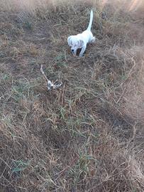 Setter Inglese