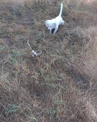 Setter Inglese